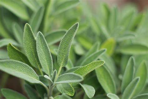 salvia biologica