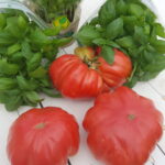 Passata di pomodoro ciliegino 142