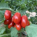 Passata di pomodoro Datterino